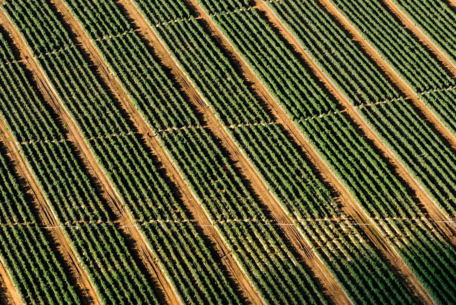 Computer vision application in agriculture