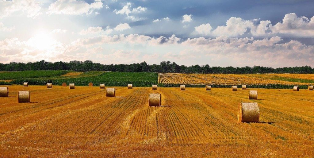 The agriculture industry benefits from being an image recognition application